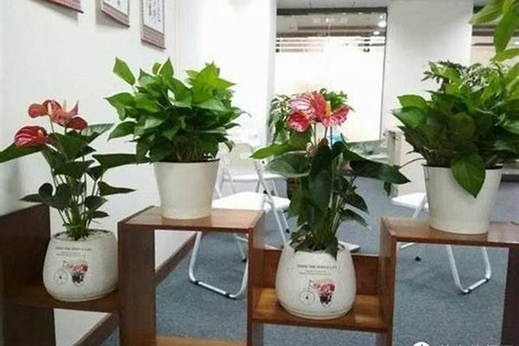 办公室摆什么花招财
