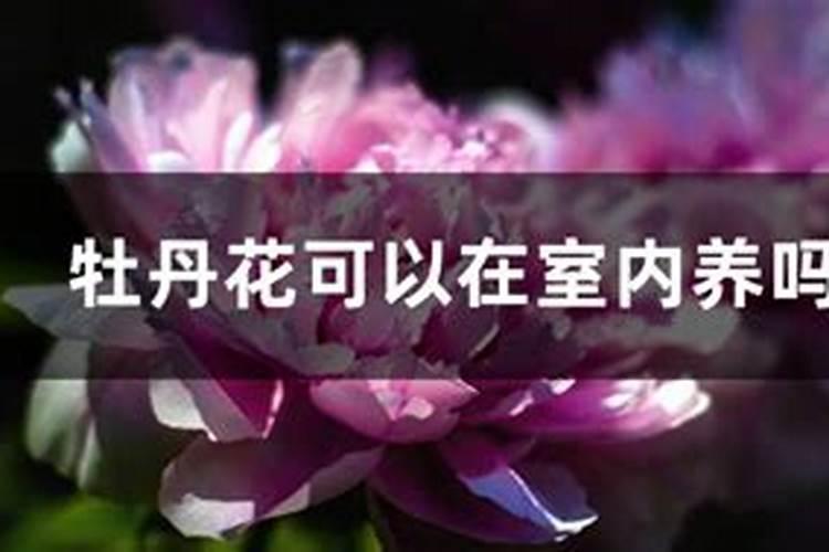 办公室插红色仿真大牡丹好吗？
