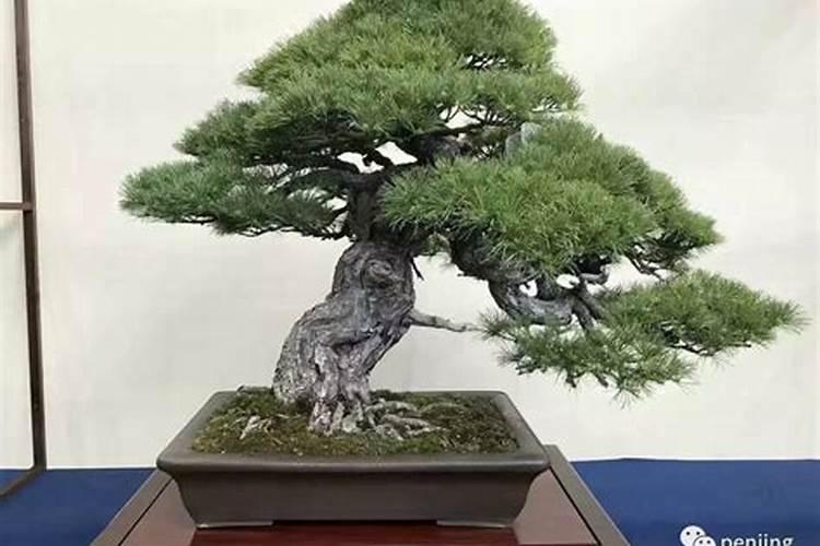 植物风水:罗汉松风水用途