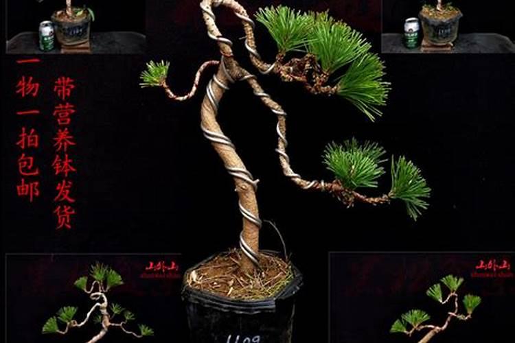 盆景松树有哪几种(最常见的松树种类)