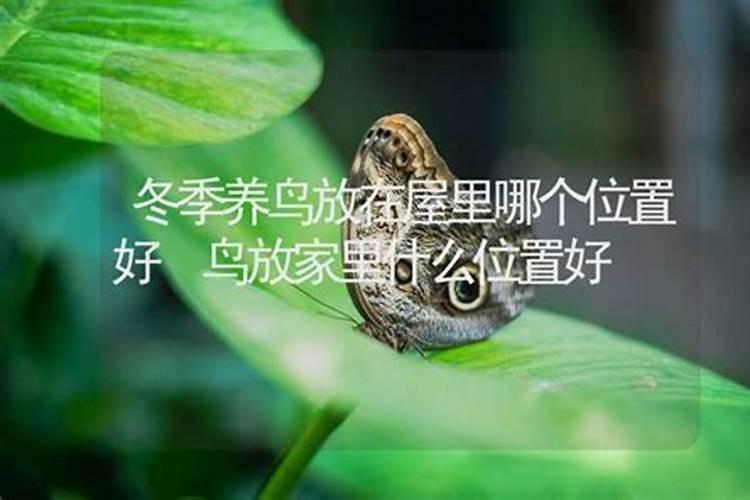 楼房鸟笼放什么地方聚财 楼房鸟笼放哪些地方可以聚财