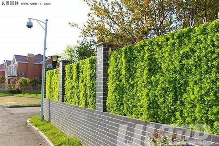 用紫叶小檗紫叶小檗做墓地围栏对风水有什么影响吗？