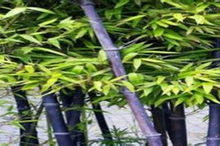 屋后有竹子风水好不好 屋后种什么好