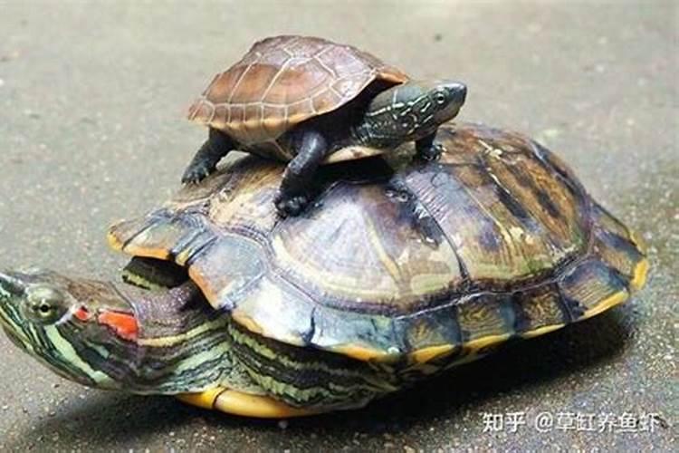 乌龟缸在户院内哪位置好