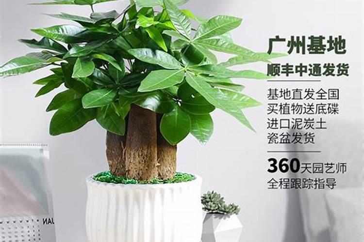 种什么花盆最旺财运好