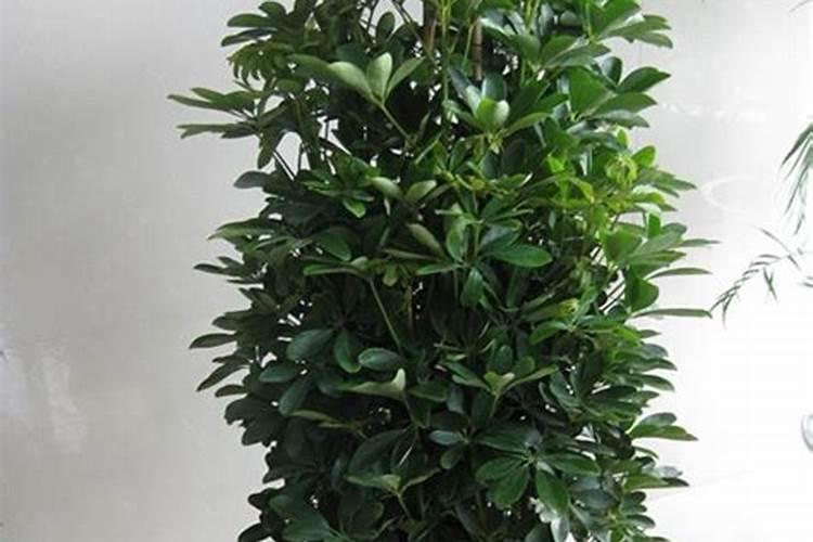 家里养什么植物风水好？哪些植物可以招财旺财？