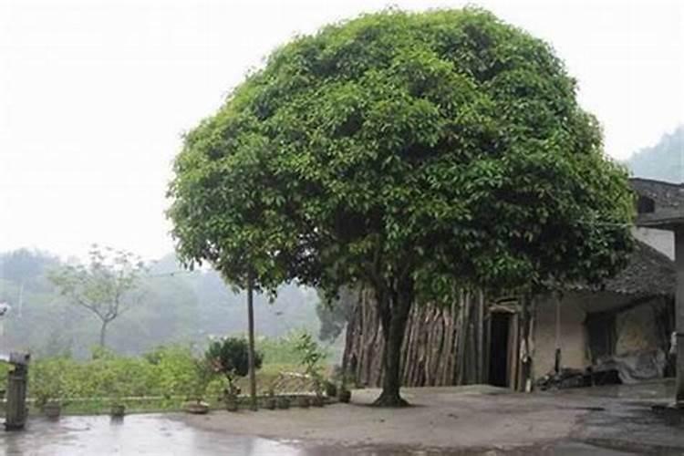 多数风水师都很穷,根源在哪