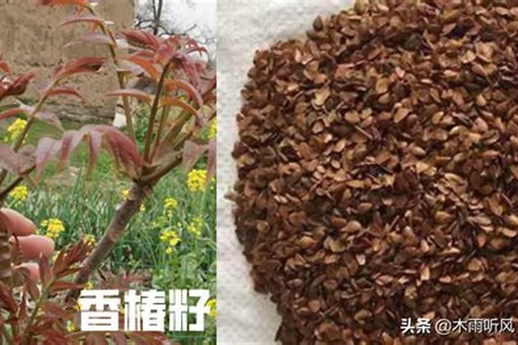 香椿树是大凶还是大吉