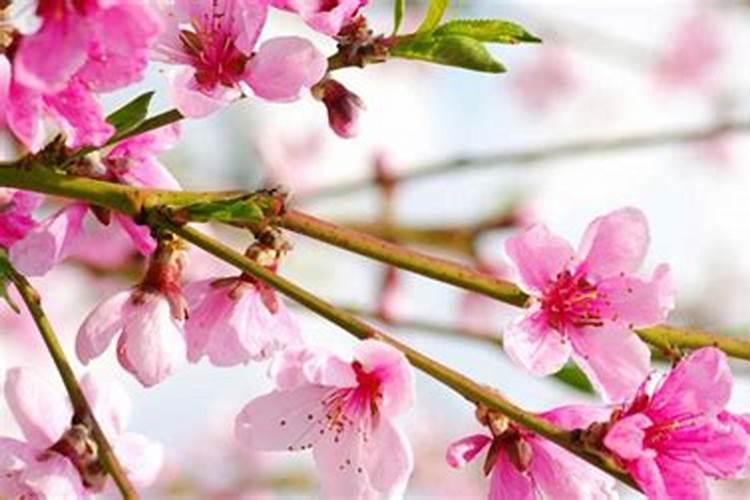 八宅风水催桃花之法 如何增加桃花运
