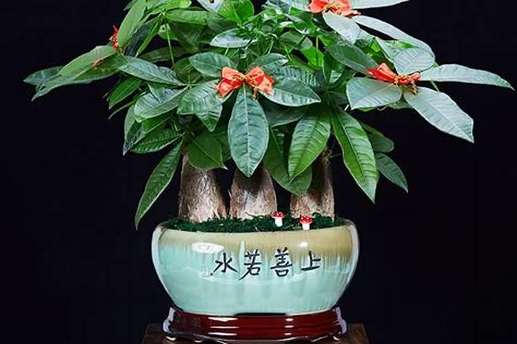 招财树放客厅什么位置好,对角位/生气位/风水位/东南位都好