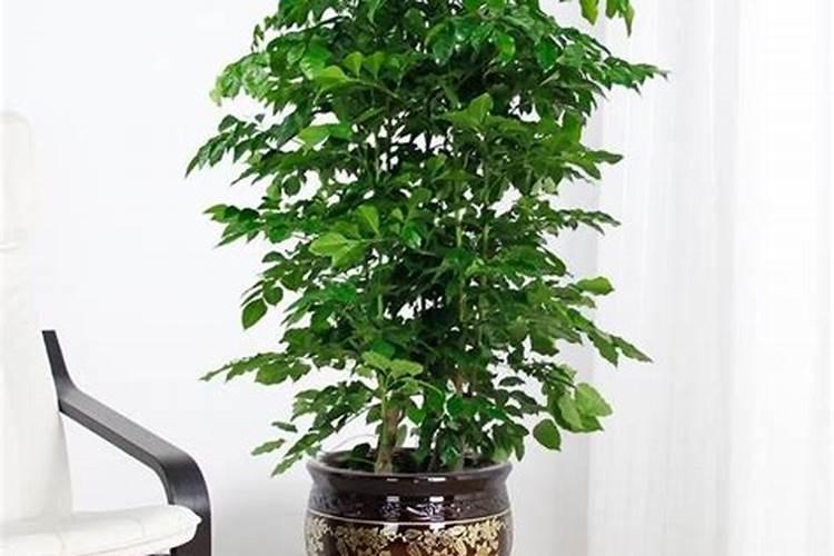 2024年茶几摆放位置风水讲究 茶几摆放风水要诀