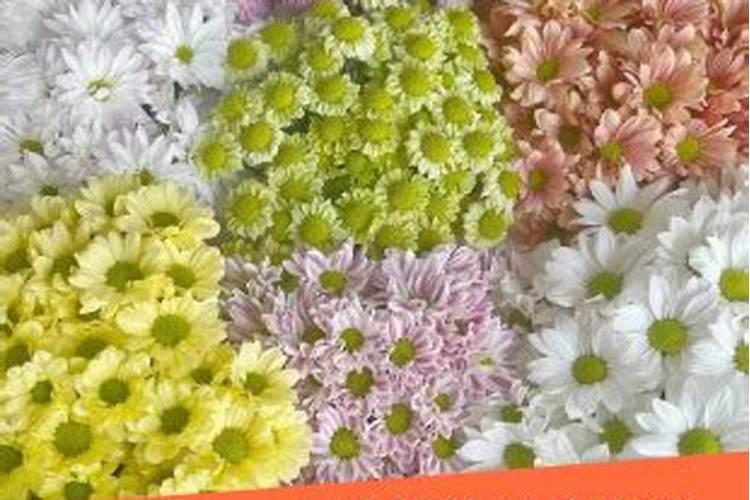 什么花可以放办公室,盘点十大耐阴性强的花卉