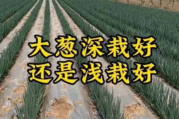 风水大门口可以种葱吗