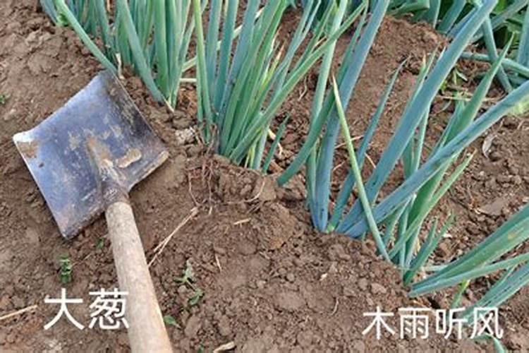 风水大师分析:客厅放什么植物旺财而且全家身体好