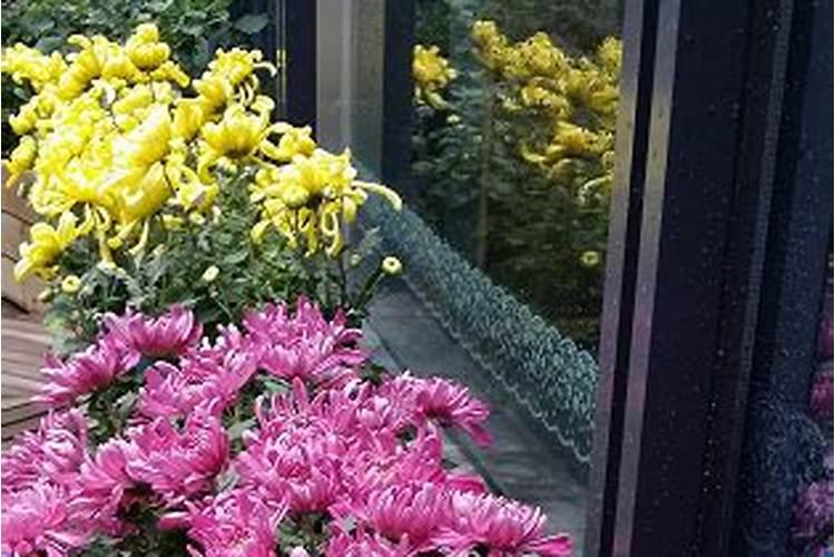 想搞花木盆景店创业请给点意见..？