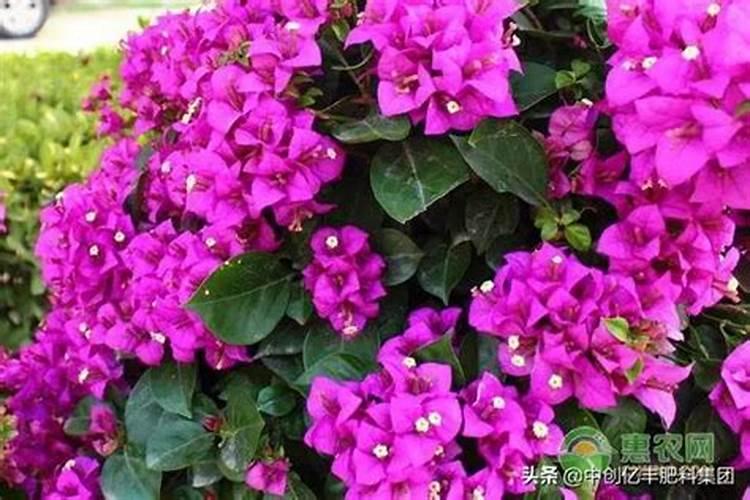 风水宝地,什么属相不宜养殖花草植物