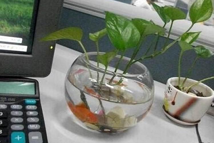办公桌上摆鱼缸风水的知识讲究