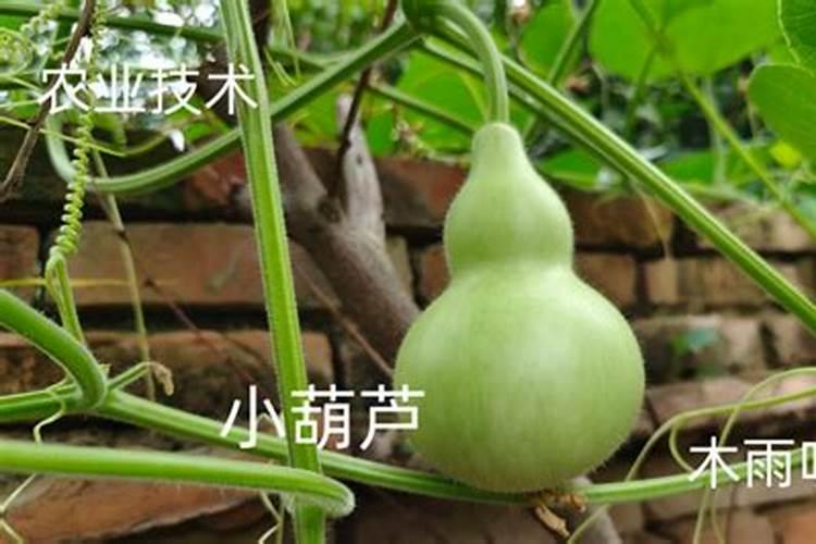 风水小葫芦用处