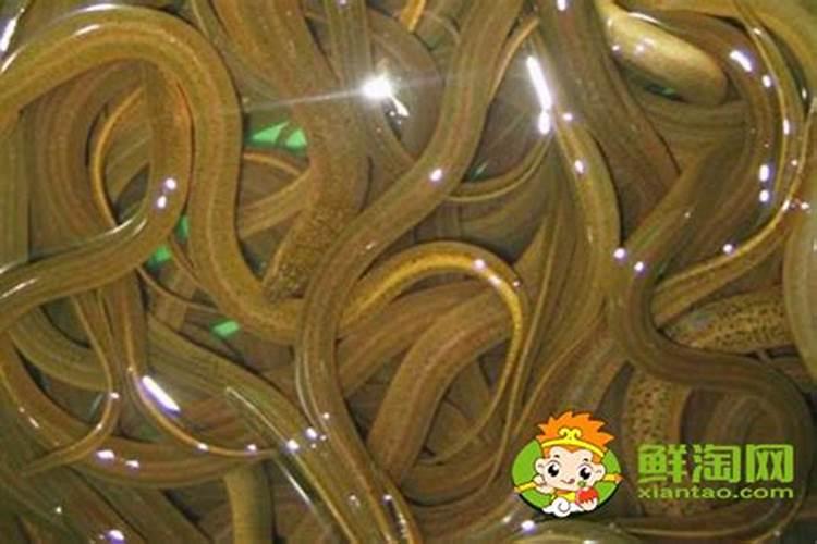 祖坟里蛇繁盛迁坟时挖到蛇怎么办？