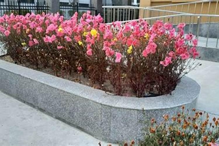 外墙花池高影响风水吗？