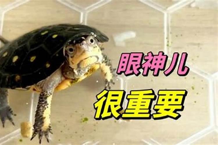 请教风水大师,养龟有什么风水上的讲究吗