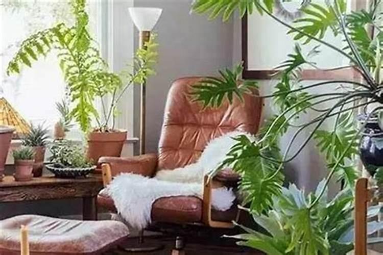 室内养什么植物花草能招财旺运