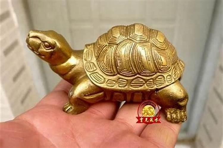 养什么龟最旺家庭聚财