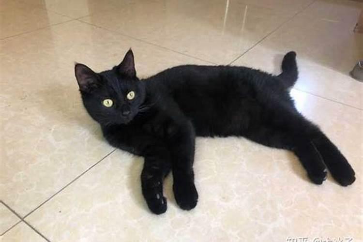 猫在玄学里代表什么