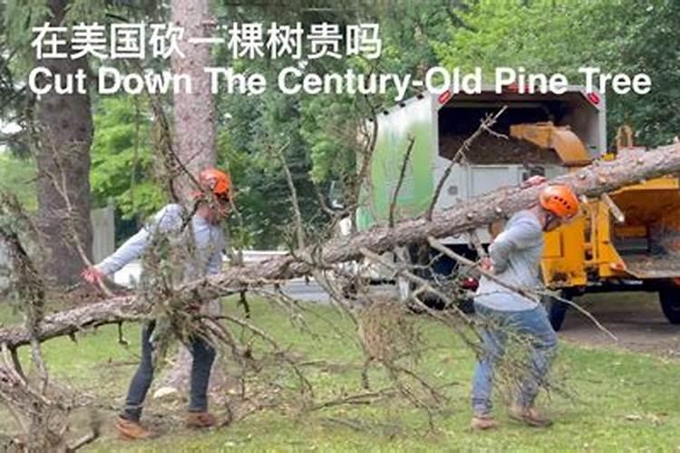 俺家堂屋门前长着一颗合抱粗的松树,风水先生说家门前不宜栽种松啊柏树...