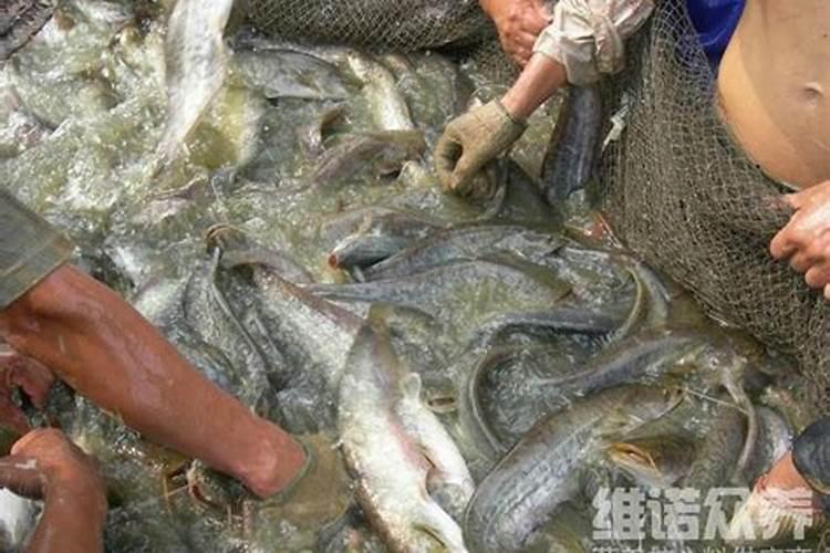 餐厅养带胡子鲶鱼在风水上好吗？