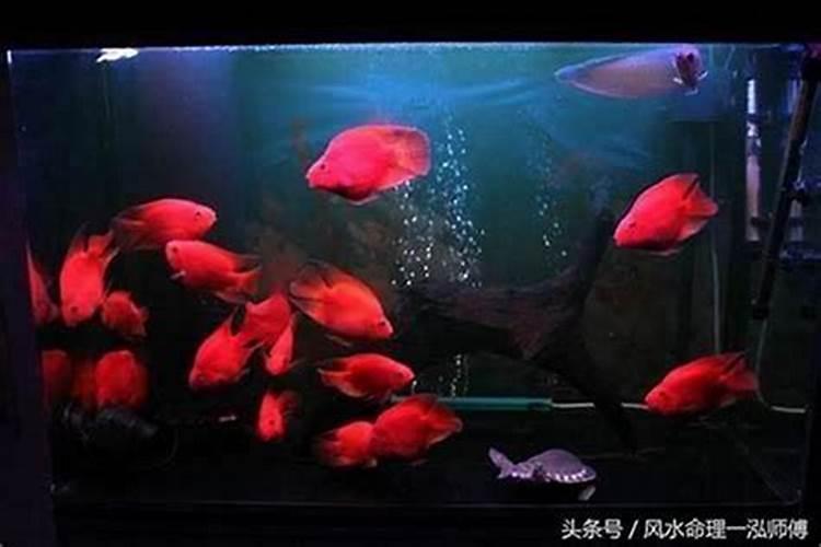 旺财风水鱼怎么养？