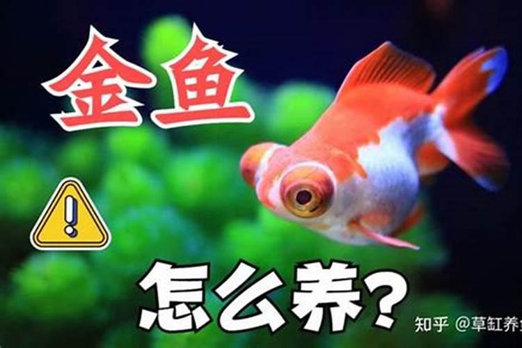 家里鱼缸方在那个方向风水好