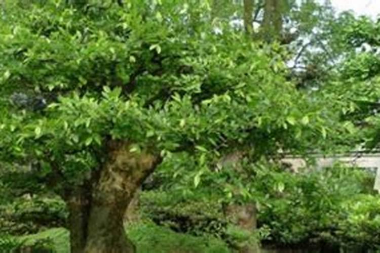 阳宅适合种植哪些树种？