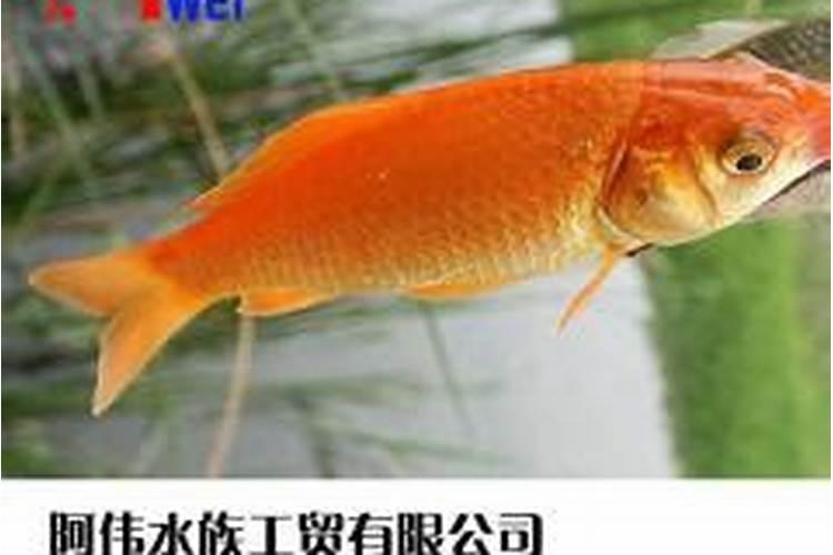 红鲫鱼能当做风水鱼吗