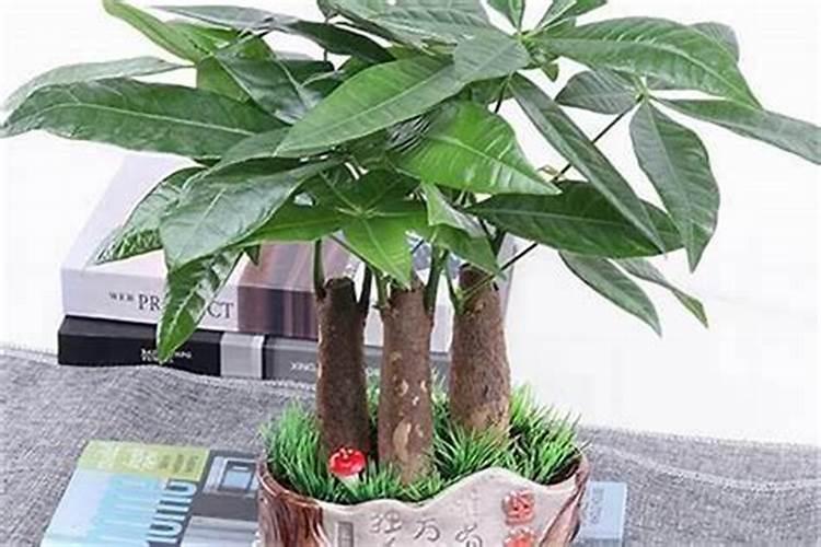 招财树房子放哪里最旺财 招财树摆放风水