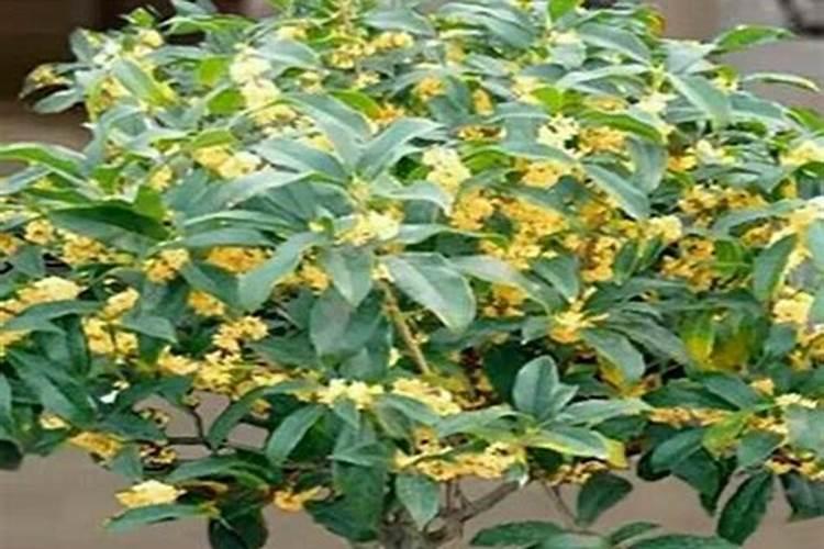 桂花树可以栽坟地吗？