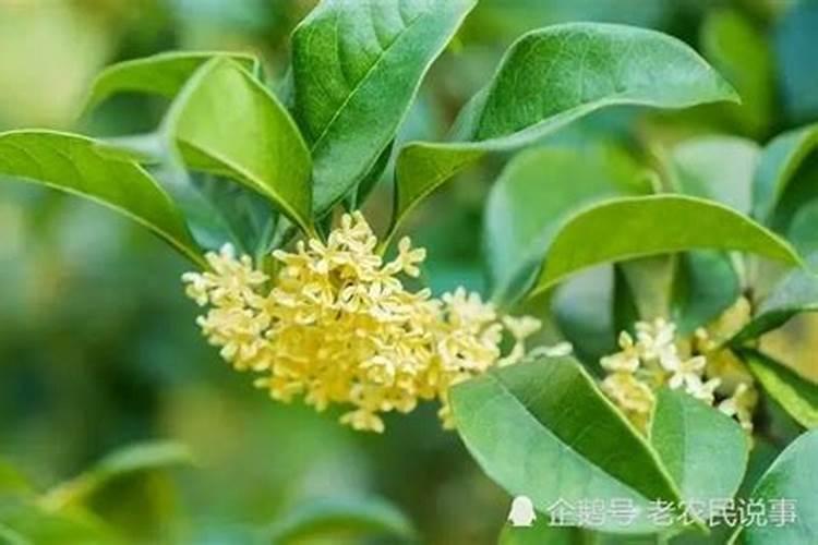 坟墓旁栽桂花树可以吗