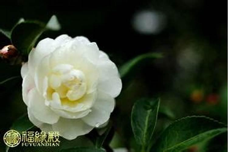 茶花风水上有忌讳吗？