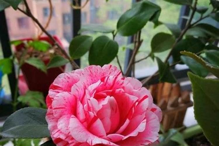 院子里能种山茶花吗？