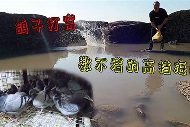 新起房屋有燕孑做巢,对风水宝地