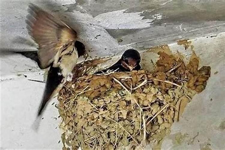 把鸽子窝建在东边风水上有什么讲吗？