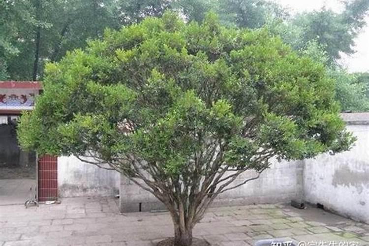 大门外面种花树好吗