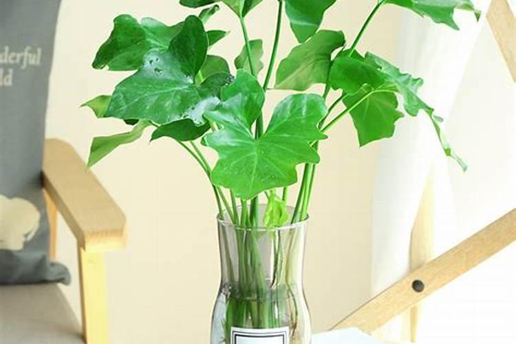 办公室水培植物风水应该选择什么？