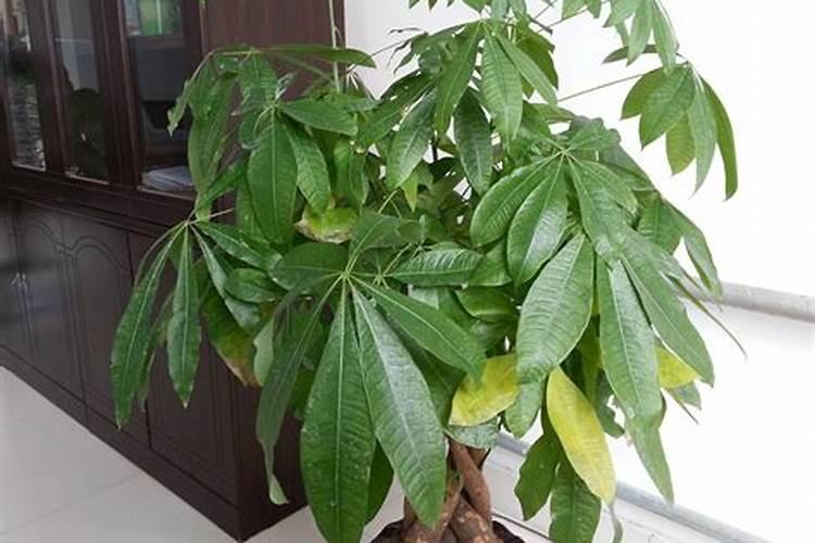 请问在厦门看风水应该找哪位大师比较好？