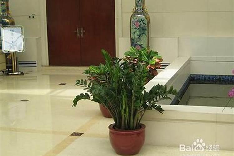 什么绿植放家里招财最好 比较招财的植物有什么