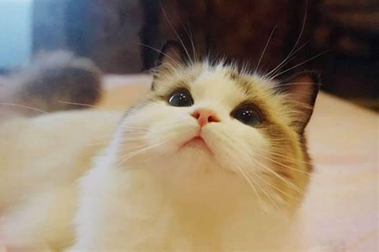 家中养什么猫最旺财风水