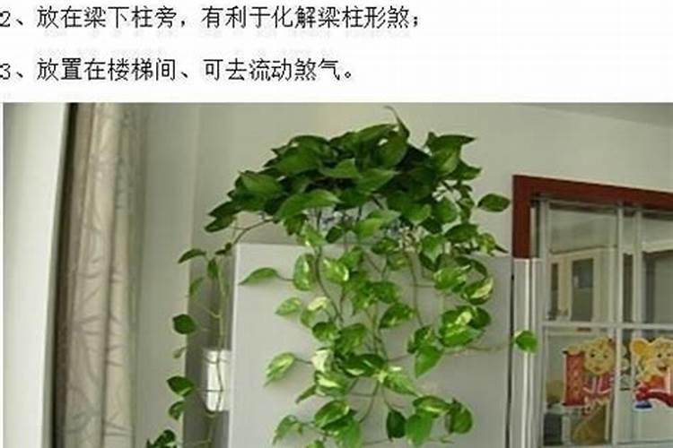 绿萝放什么位置旺财绿萝放那位置旺财