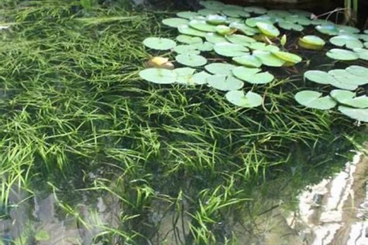 鱼缸养什么花最旺财运最好