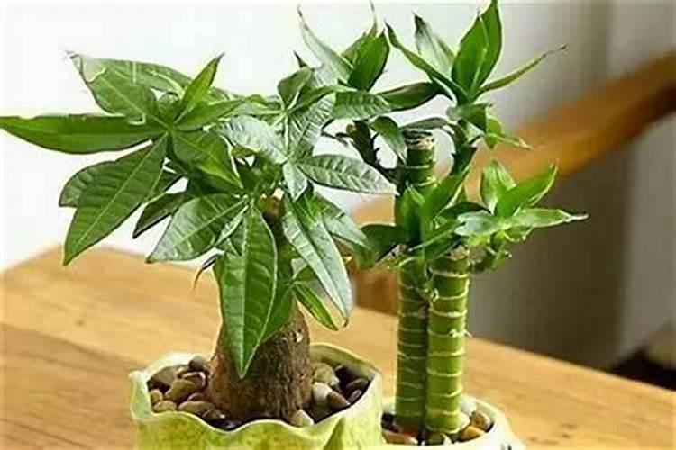 茶桌上养什么最旺财风水