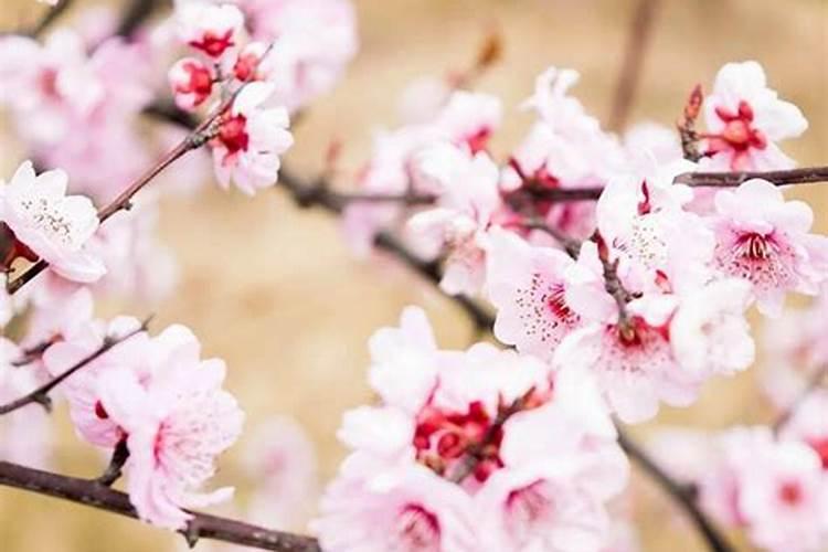 家里放桃花好吗